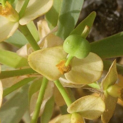 Euphorbia regis-jubae Blomma