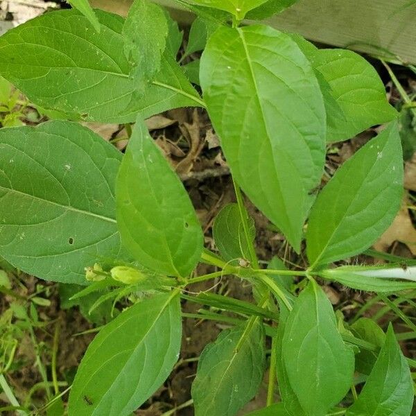 Ruellia strepens Leaf