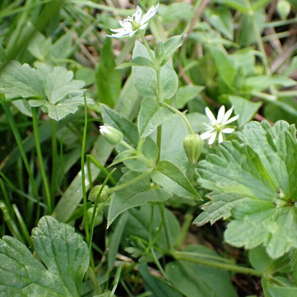 Stellaria aquatica Vivejo