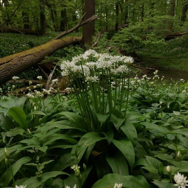 Allium ursinum 整株植物