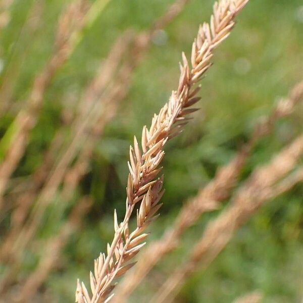 Festuca filiformis Fruit