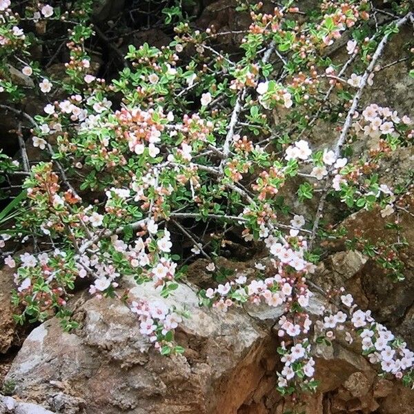 Prunus prostrata फूल
