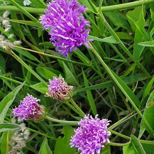 Gutenbergia boranensis Flower