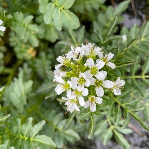 Cardamine amara Flower