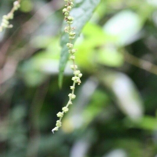 Boehmeria japonica Flower