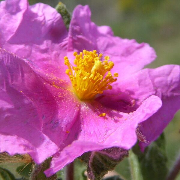 Cistus crispus Flor