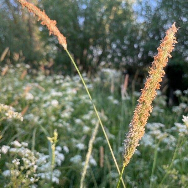 Alopecurus pratensis Fruto