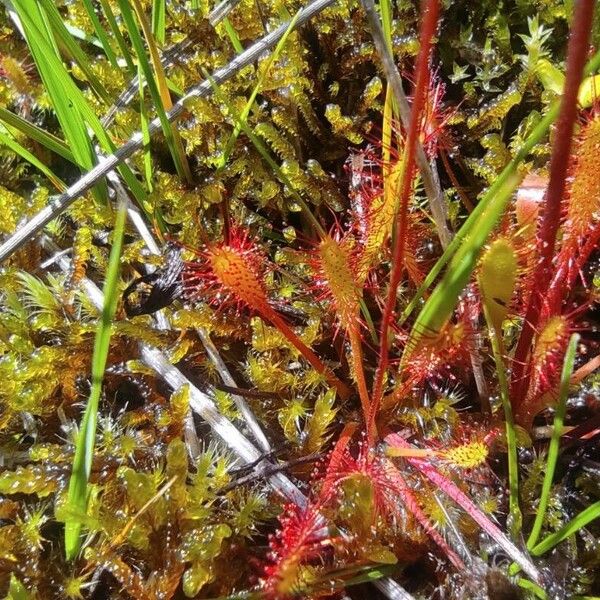 Drosera anglica Leaf