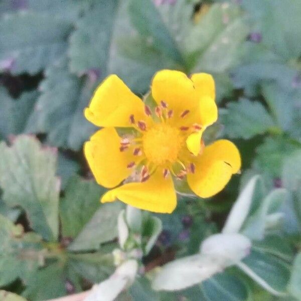 Potentilla reptans Flower