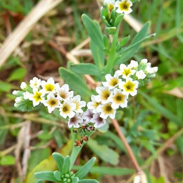 Heliotropium curassavicum Fiore