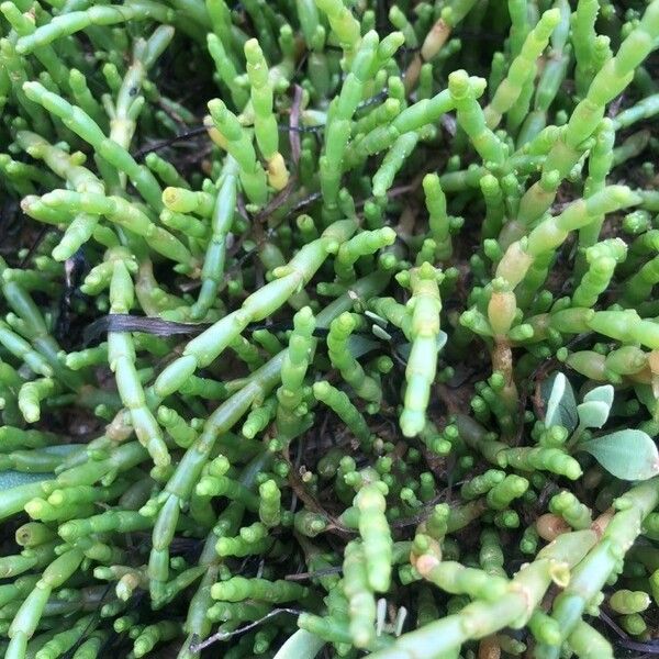 Salicornia europaea Листок