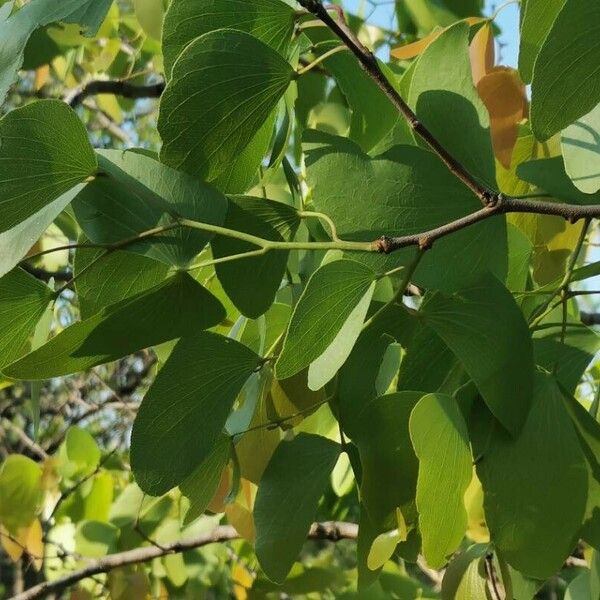 Colophospermum mopane Folla