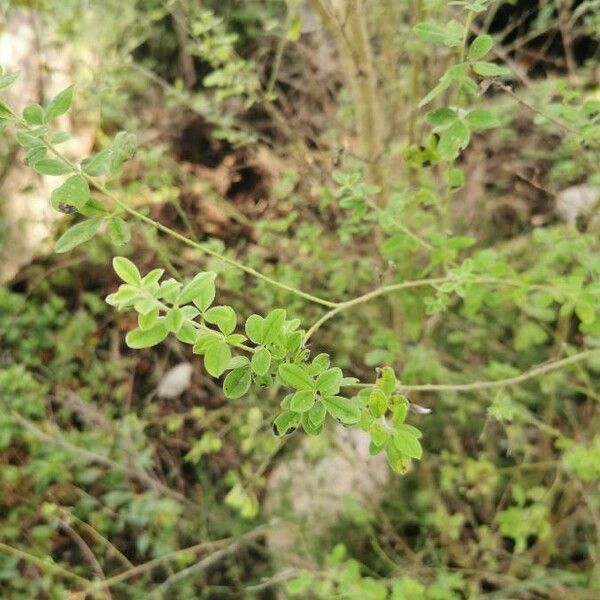 Cytisus villosus Leaf