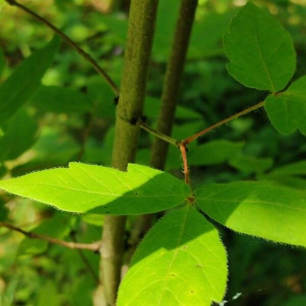 Acer triflorum Bark