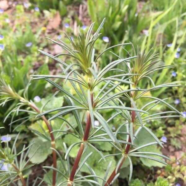 Asperula arvensis Leaf