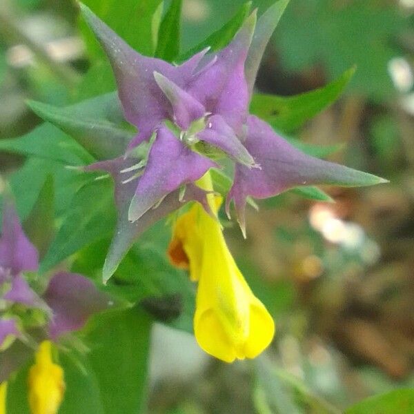 Melampyrum italicum Flower