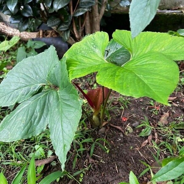 Typhonium trilobatum Fulla