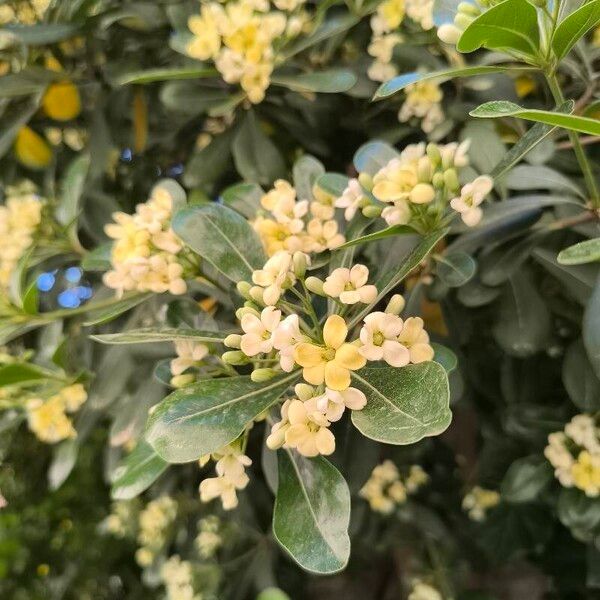 Pittosporum heterophyllum Blüte