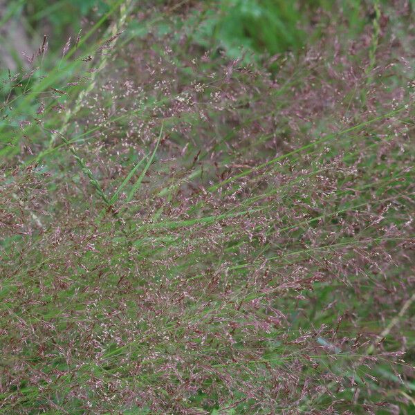 Agrostis vinealis Pokrój