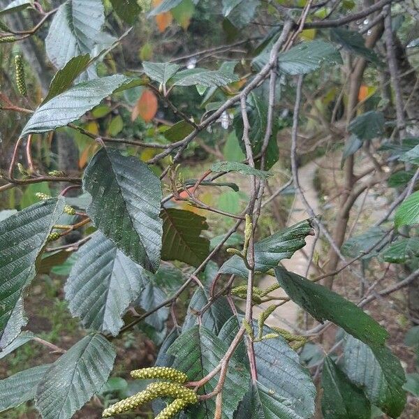 Alnus acuminata Leaf