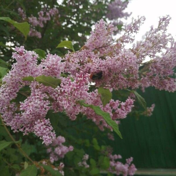 Syringa josikaea Blüte