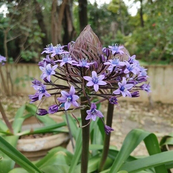 Scilla peruviana Цвят