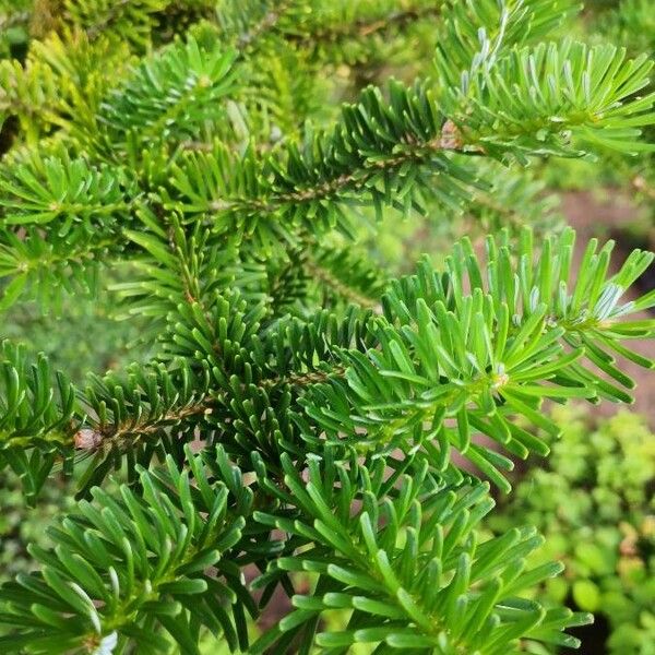 Abies homolepis Лист