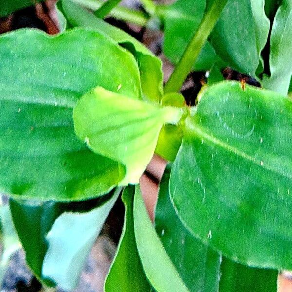 Commelina benghalensis 叶