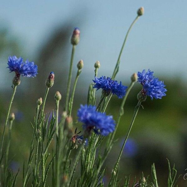 Centaurea cyanus Blüte