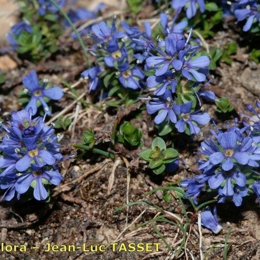 Veronica nummularia Habit