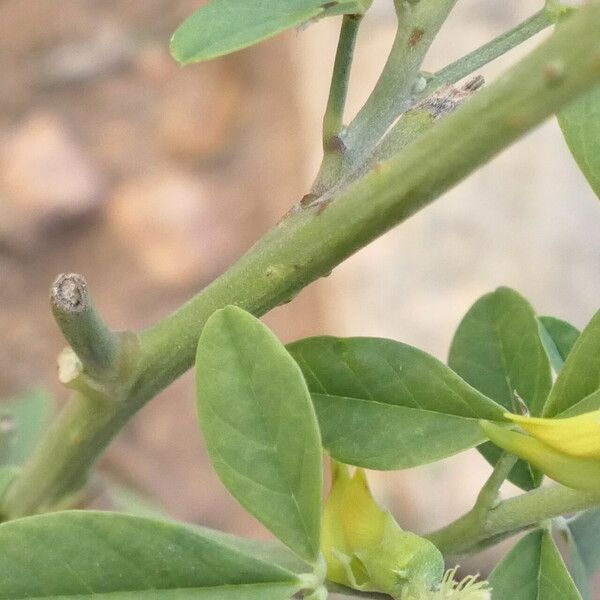 Crotalaria pallida Kora