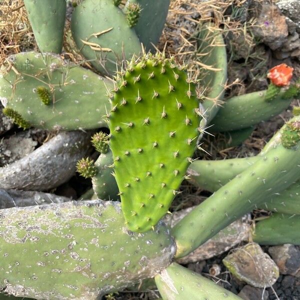 Opuntia tomentosa Leaf