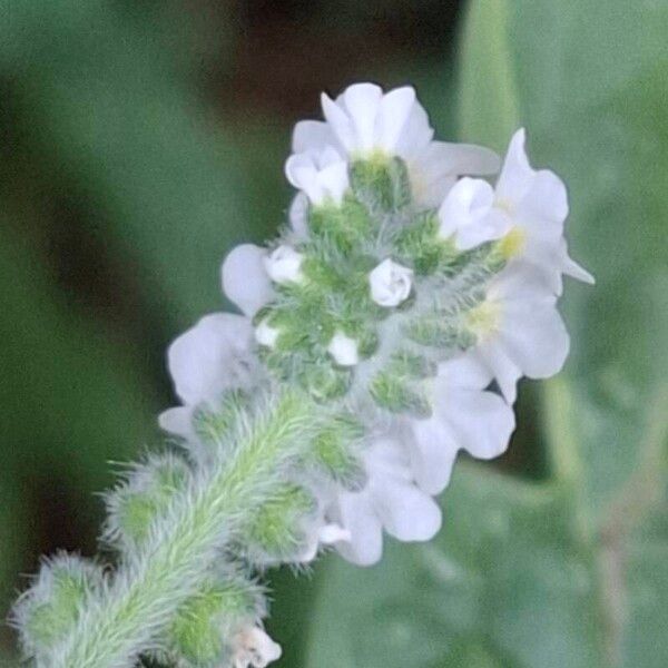 Heliotropium europaeum Квітка