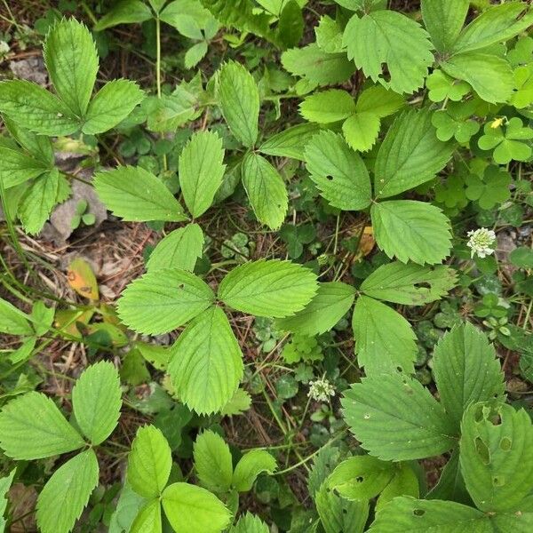 Fragaria virginiana পাতা