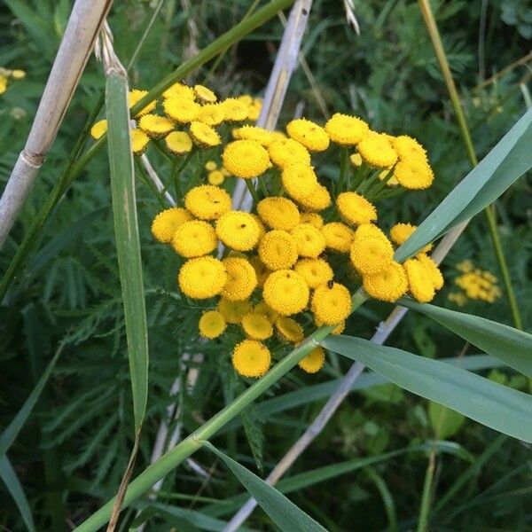 Tanacetum vulgare Цвят