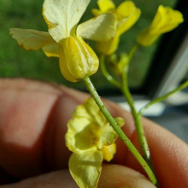 Bunias erucago Flower