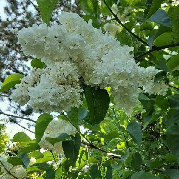 Syringa reticulata Flower