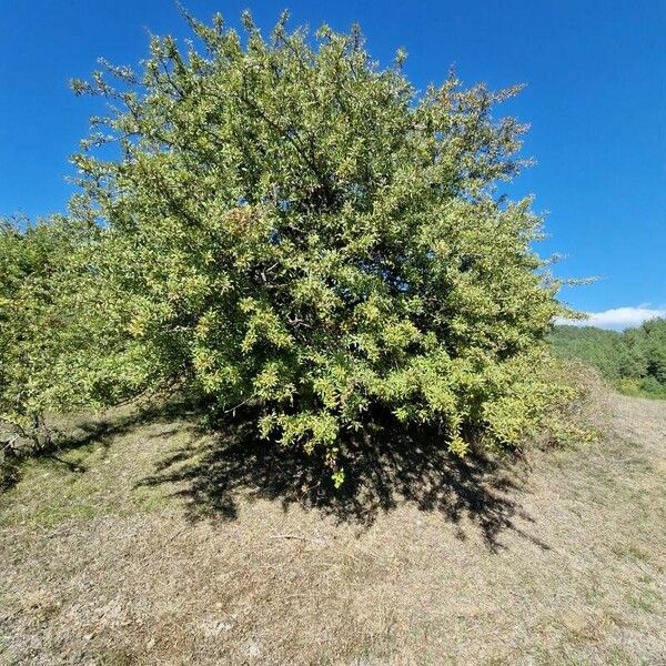 Pyrus spinosa Habitatea