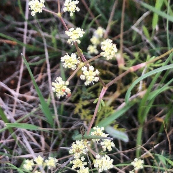 Trinia glauca Blüte