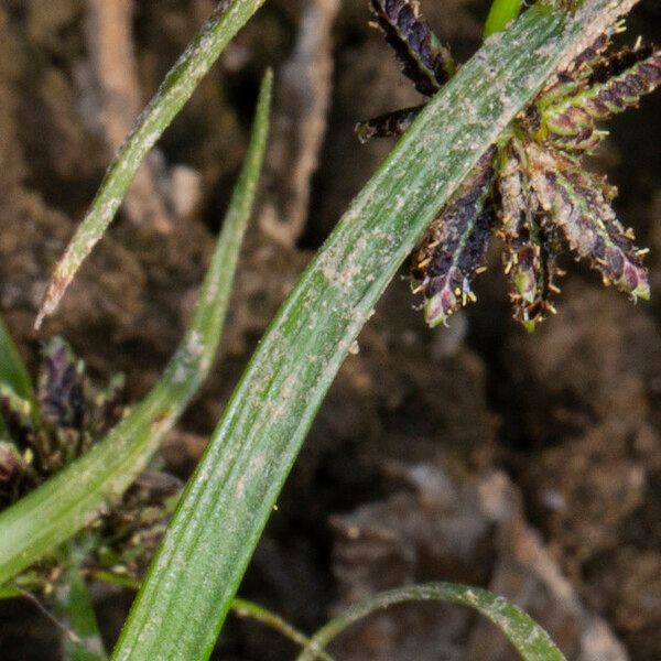 Cyperus fuscus Φύλλο