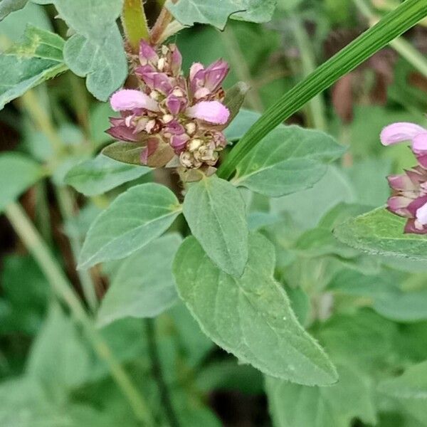 Origanum vulgare Листок