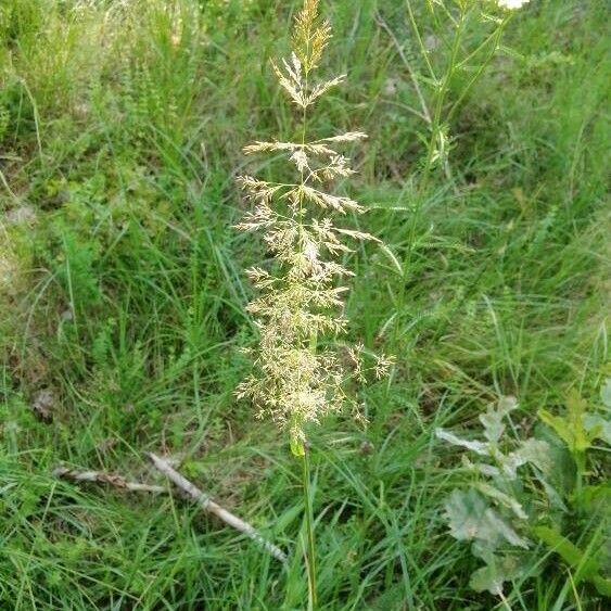 Agrostis gigantea Flor