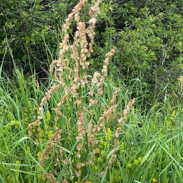 Rumex intermedius Flower