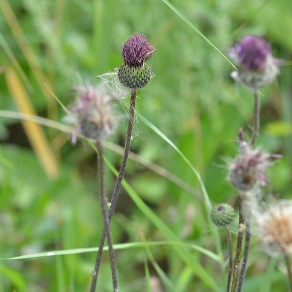 Cirsium canum फूल