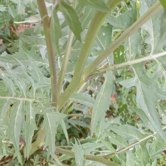 Sisymbrium irio Leaf