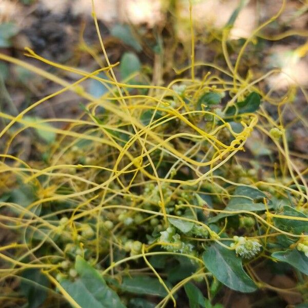 Cuscuta campestris Habitus