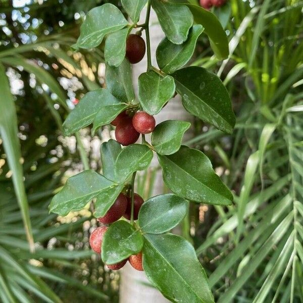 Triphasia trifolia Blatt