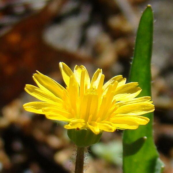 Krigia virginica Blodyn