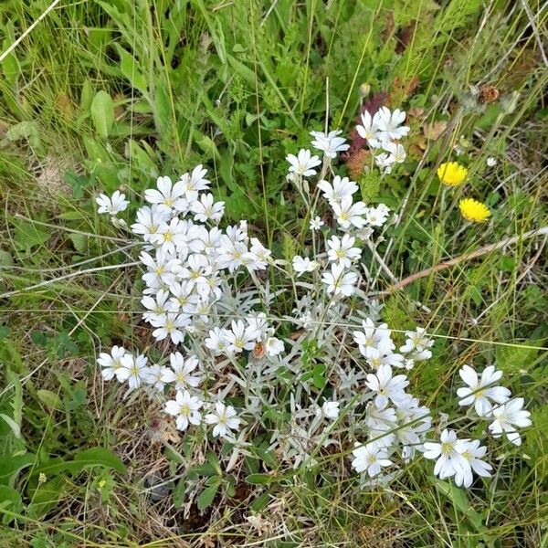 Cerastium tomentosum Õis