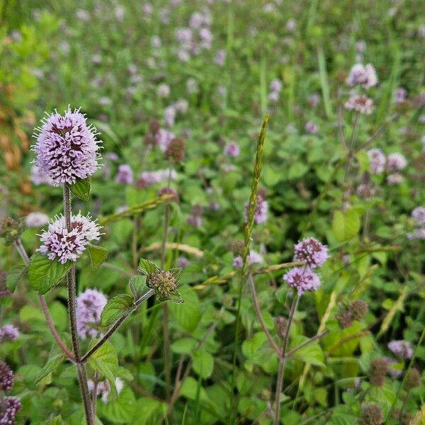 Mentha aquatica ᱛᱟᱦᱮᱸ